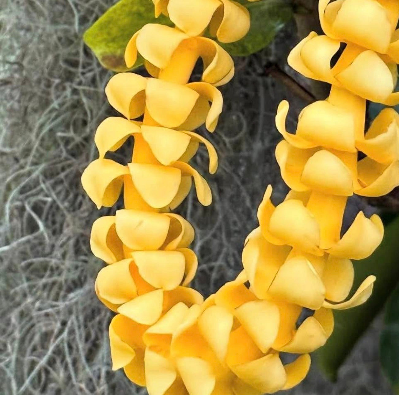 Fresh Leis (O’ahu Only)